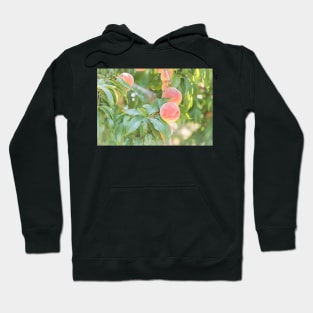 Ripe Summer Peaches in an Okanagan Orchard Hoodie